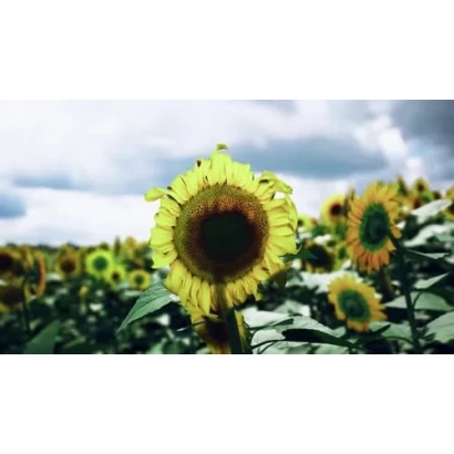 Поле соняшника з великою квіткою на передньому плані - АТ 4718