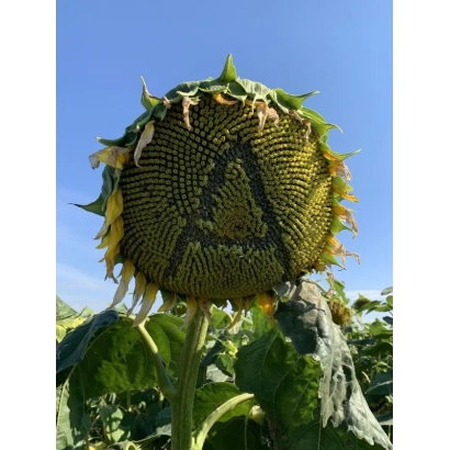 Соняцник Атілла на полі