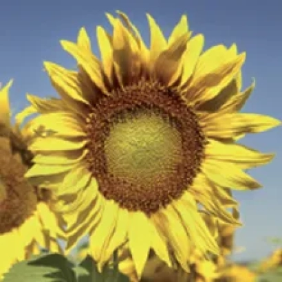 Соняшник на тлі блакитного неба - АТРІА