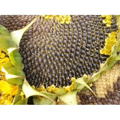 Зрілий соняшник сорту АУРА з відкритими насінням