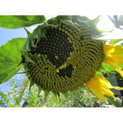 Ripe sunflower with seeds against sky background - Azil