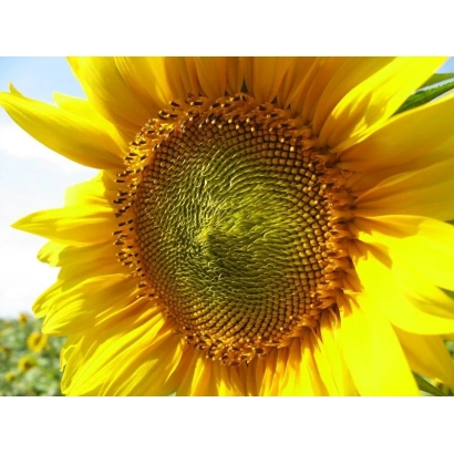 Sunflower against sky - AZOVSKY