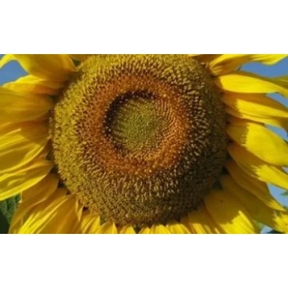 Сонячна квітка на фоні неба, належить до категорії Підсонячник - Байконур