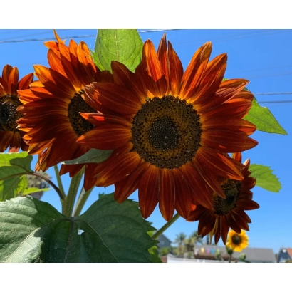 Солнечник сорта Балкан на фоне неба