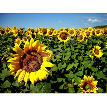 Поле соняшника на фоні блакитного неба - БАРСЕЛО