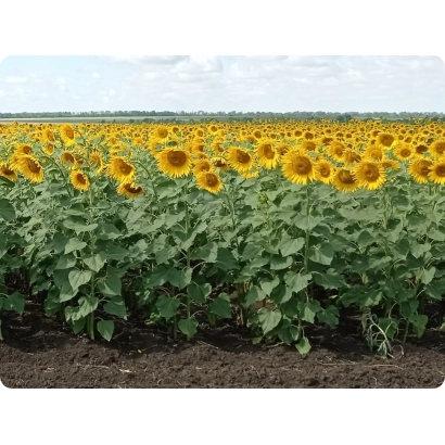 Поле соняшника сорту БДА 01