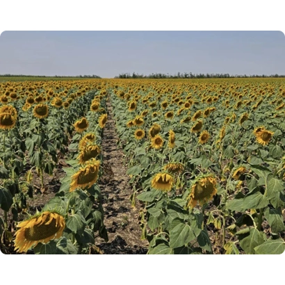 Поле соняшника БДА 03