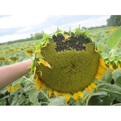 Солнцецвет в поле, часть его головы видна на переднем плане - БЕНЕТО