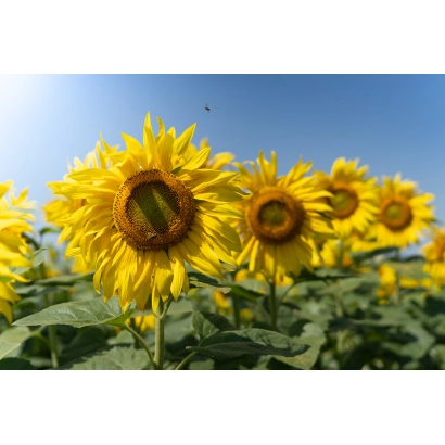 Поле соняшників на фоні блакитного неба - БГ Н 2