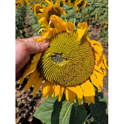 Соняшник на полі, рука тримає квітку - БГ Н 3
