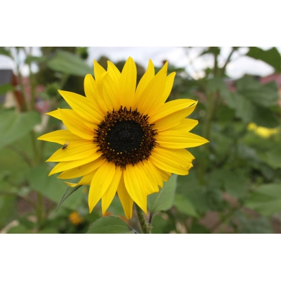 Соняшник на полі, відповідає категорії Підсоняшник - БГ Н 4