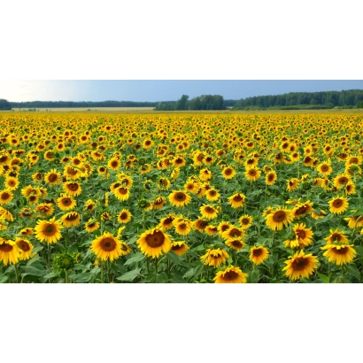 Поле соняшника на фоні неба - БК 4/РФ