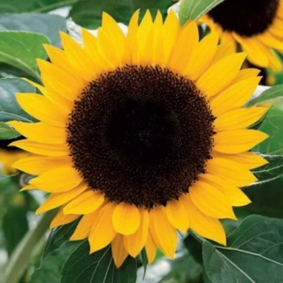 Соняшник на полі, що відповідає категорії Підсоняшник - Божедар