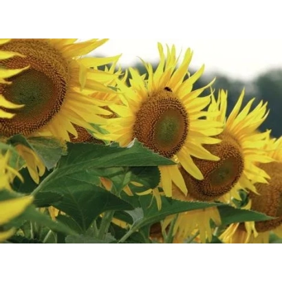 Солнечные подсолнухи на фоне неба - Браво