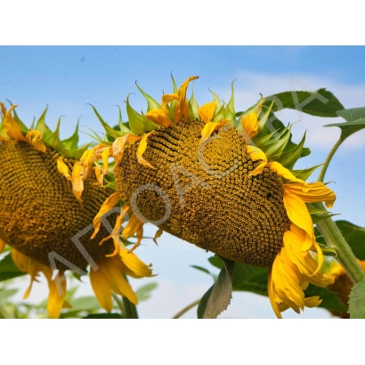 Солнечники на поле - Бригадир