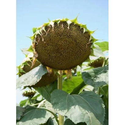 Зрілий соняшник на полі - Бригантина