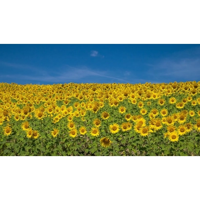 Поле соняшника на фоні блакитного неба - БТ 04