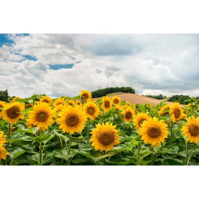 Поле соняшника під хмарним небом - БТ 05