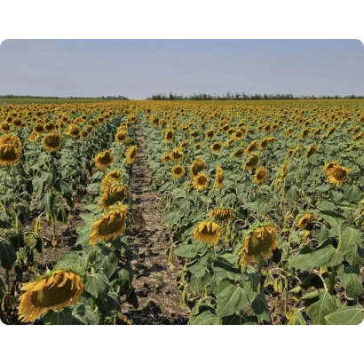 Поле соняшника БТ БДА 03