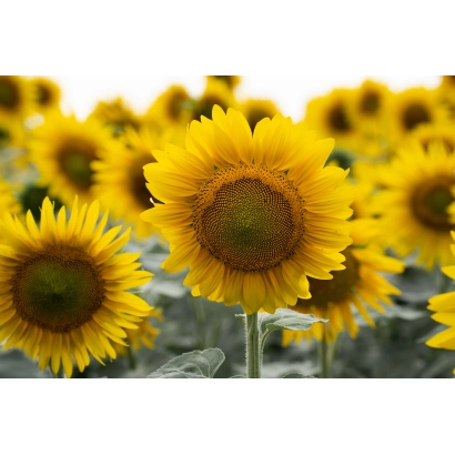 Сонячні квіти соняшника на тлі поля - БУЗУЛУК СУР