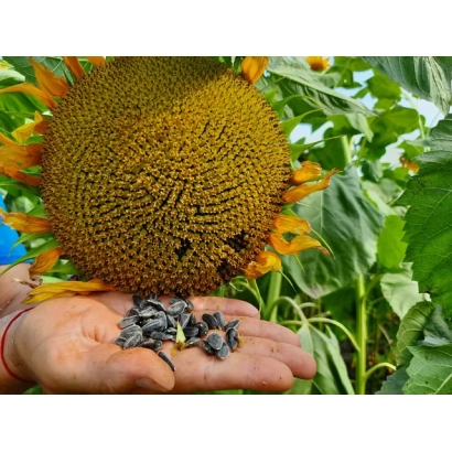 Семена подсолнечника в ладони на фоне цветущего подсолнуха - Ц 1 М 60 А