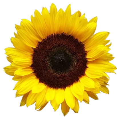 Сонячне поле з підсо́лнечника - Ц 1 М 60 П