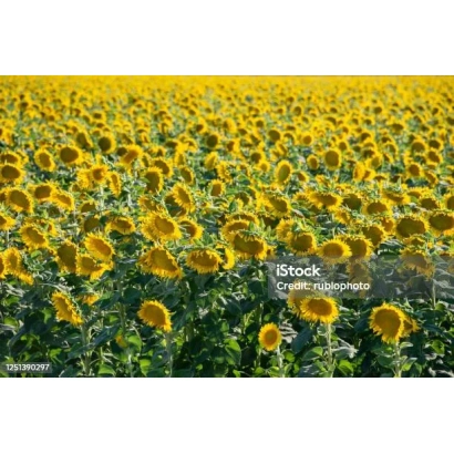 Sunflower field with no visible product name - California
