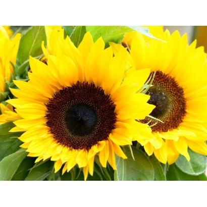 Яскраві соняшники на зеленому фоні - ЧАН 03 Р