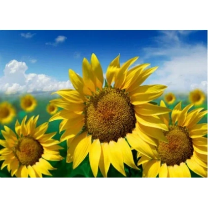Поле подсолнухов на фоне голубого неба - ЦМС 1 32