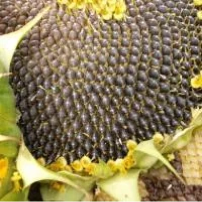 Свежесобранный подсолнечник сорта КС Канария СУ