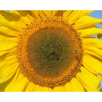Макросьомка квітки соняшника без тексту - КС Клерія КЛ