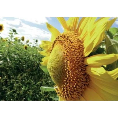 Соняшник на полі, крупний план квітки - ДАЯ КЛП