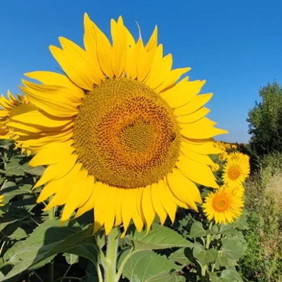 Соняшник на тлі блакитного неба - Даглас