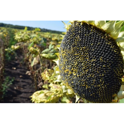 Солнечник на поле, крупный план зрелой головки с семенами - Деркул