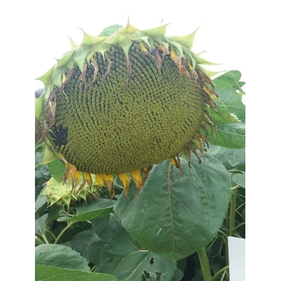Ripe sunflower of the Divna variety in the field
