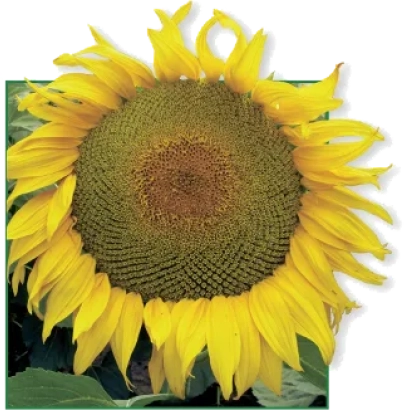 Солнцелист крупным планом, желтые лепестки и темная сердцевина - Днепр F1