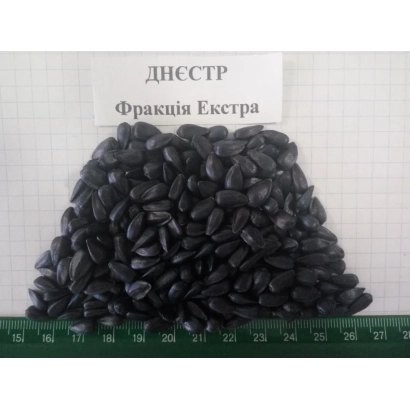 Солнечные семена сорта Днестр Фракция Экстра - Днестр F1