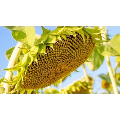 Солнечник на фоне голубого неба - ДОМИНГО ШТ