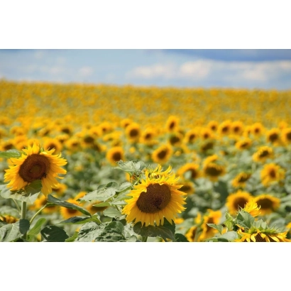 Поле соняшника під блакитним небом - ДОН ЕКСПРЕС