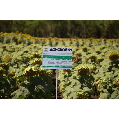 Знак с надписью ДОНСКОЙ 22 на поле подсолнечника