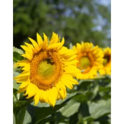 Соняшник на полі, частина продукту Підсоняшник - ДОНСЬКИЙ 59