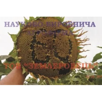 Семена подсолнечника сорта Земляновский на фоне растения - Донской 60 / Донський 60