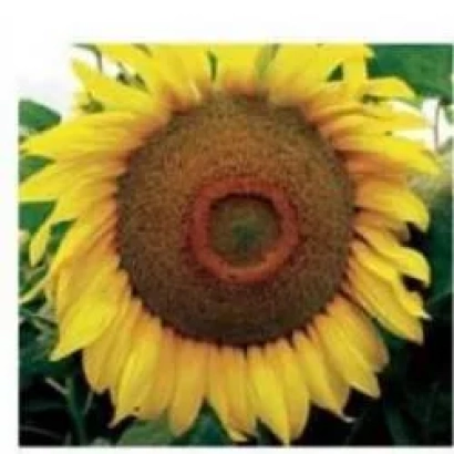 Sunflower in green background - Dorian F1