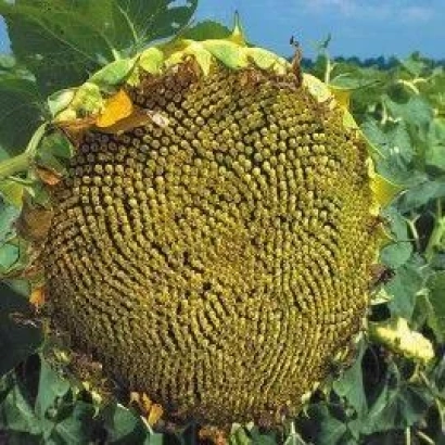Mature sunflower in field - Dragan OR