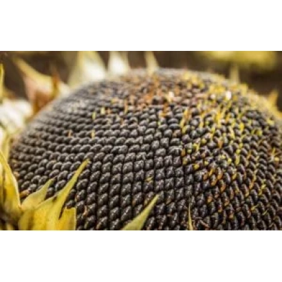 Солнечник DUET SL на поле - ДУЕТ СЛ