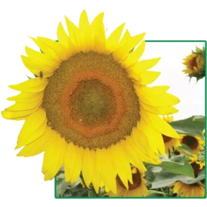 Солнечник Дунай F1 на фоне поля