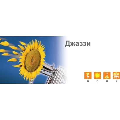 Солнечник сорта Джаззи на фоне поля с колосом