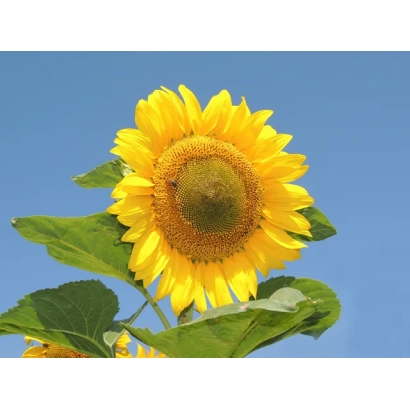 Соняшник на тлі блакитного неба - ДЖІНН