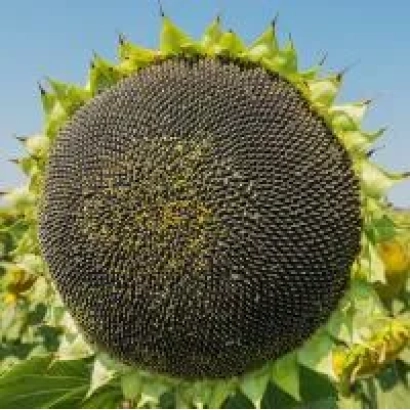 Сонячна квітка сорту ЭД 33 | ЕД 33 | ED 33