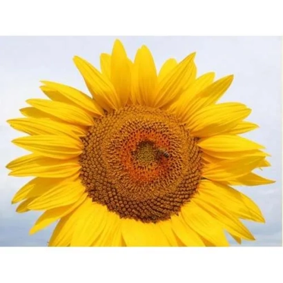 Сонячне поле з крупним планом квітки соняшника - ЕД 45